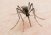 Se registraron 359 casos de dengue en Entre Ríos: casi el 80% de los contagios se dio en Gualeguaychú