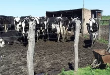 En Entre Ríos se perdieron 49 tambos y 14.782 vacas en un año