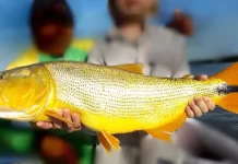 Entre Ríos declara de interés turístico el dorado y se prohíbe su pesca comercial