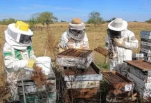 Sequía: destinan $354 millones para agricultores familiares