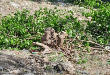 Vecinos alertan por tala de árboles en el Paseo Jardín de Paraná