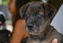 Salud animal en Paraná: se podrán hacer castraciones gratuitas y esterilización