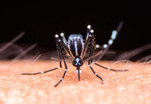 Se registró el primer caso de dengue de la temporada 2024-2025 en Entre Ríos