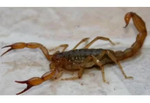 Temporada de alacranes: cuidados para evitar picaduras y dónde llevar especies capturadas