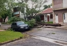 Fuerte temporal en Paraná: al menos 20 árboles caídos y voladuras de techos