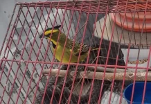 Allanamiento en Paraná: rescatan pájaros que llegan a comercializarse por $1.000.000