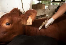 Comienza la primera campaña anual de vacunación contra la fiebre aftosa del 2025