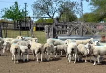 Proponen una ley especial para recuperar la ganadería ovina y caprina en Entre Ríos