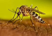 En la provincia son 10 los casos positivos de dengue