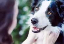 Paraná: Por el Día Mundial del Animal vacunarán y educarán sobre cuidado de mascotas