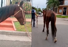 Rescataron a una yegua desnutrida y herida que era forzada a tirar un carro en Paraná