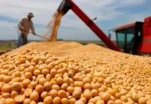 Productores entrerrianos aceleran ventas de soja en plena cosecha