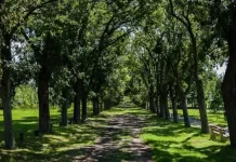 Este lunes la provincia celebra el Día del Árbol Entrerriano