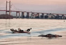Hallazgo inusual en el río Paraná: apareció flotando una ballena muerta