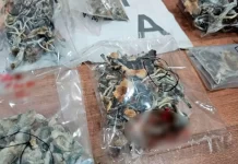 Muerte en Entre Ríos: qué tipo de hongos consumió el joven fallecido