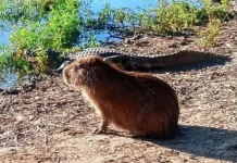 Reserva La Chinita: carpinchos, yacarés y otros animales son el gran atractivo en estas vacaciones