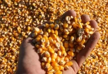 Cayó un 83% la superficie cultivada con maíz tardío y de segunda en Entre Ríos