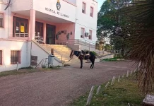 Hizo casi 20 kilómetros a caballo para donar sangre en hospital entrerriano