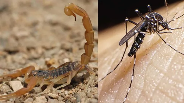 alacranes-y-mosquitosjpg