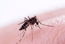 El dengue se mantiene bajo control y descienden los casos de virus respiratorios en Argentina
