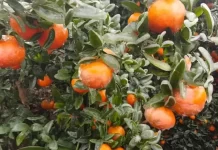 Nación declaró la emergencia agropecuaria para distintas producciones y zonas de Entre Ríos