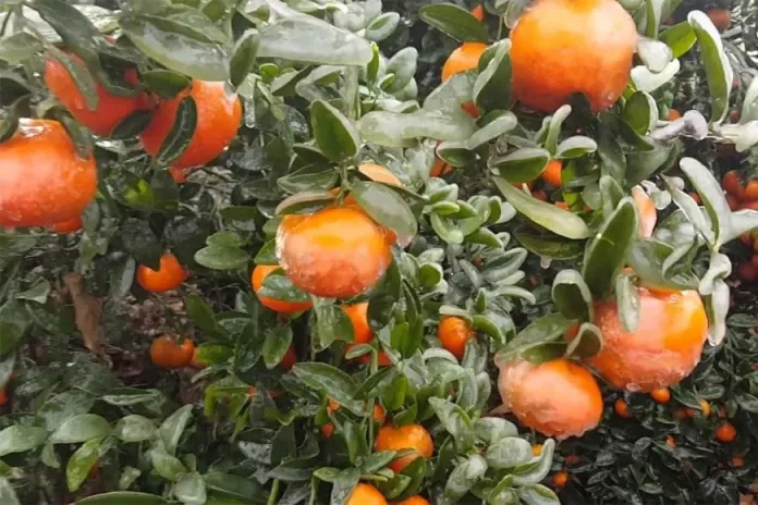 naranjas-congeladas