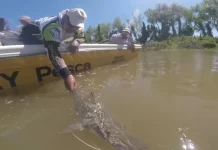 En Entre Ríos rige la veda para la pesca de surubí