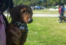 Continúan los operativos de salud animal en vecinales
