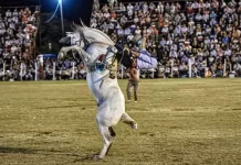 Comienza este lunes la venta de entradas para el Festival de Jineteada y Folclore en Diamante