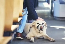 El Gobierno nacional habilitó el traslado de mascotas en trenes y micros de larga distancia