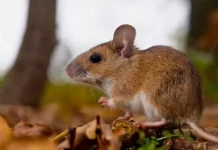 Alerta en Entre Ríos: el hantavirus alcanza su mayor tasa de mortalidad en los últimos años