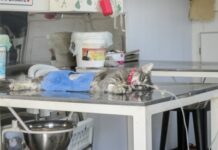 Salud Animal: El quirófano móvil del Municipio estará esta semana en dos puntos de la ciudad