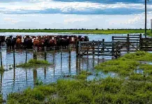 Entre Ríos declaró la Emergencia Hídrica por el fenómeno El Niño